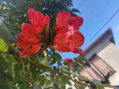 Spathodea campanulata