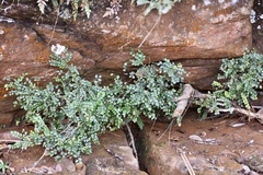 Phyllanthus myrtilloides shaferi
