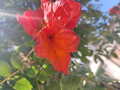 Spathodea campanulata