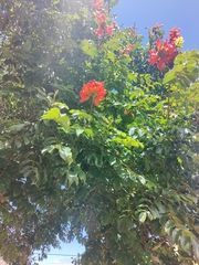 Spathodea campanulata