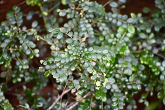 Phyllanthus myrtilloides shaferi