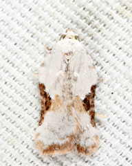 Acleris subnivana