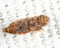 Latalus personatus