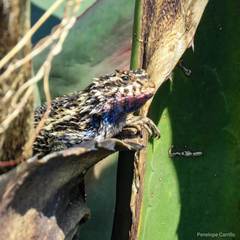 Sceloporus spinosus