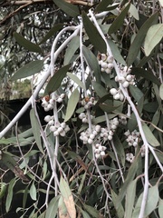 Eucalyptus campaspe