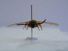 Dasyscolia ciliata