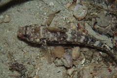 Gobius cruentatus