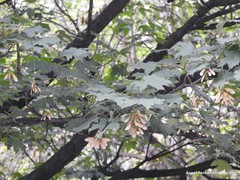 Acer pseudoplatanus
