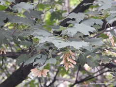 Acer pseudoplatanus