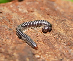Cambalidae
