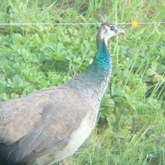 Pavo
