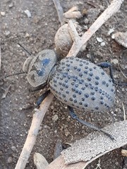 Scotobius pilularius