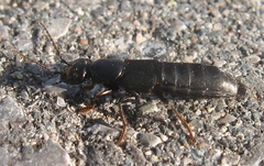 Tasgius melanarius