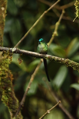 Aglaiocercus