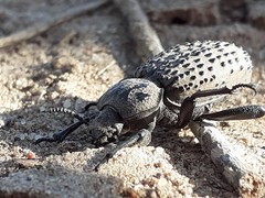 Scotobius pilularius