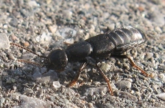 Tasgius melanarius