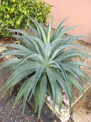 Agave desmettiana