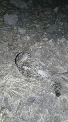 Antrostomus arizonae