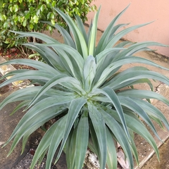 Agave desmettiana