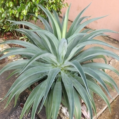 Agave desmettiana