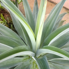 Agave desmettiana