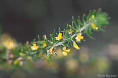 Aspalathus subtingens