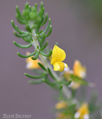 Aspalathus subtingens