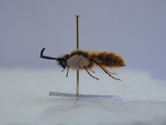 Dasyscolia ciliata
