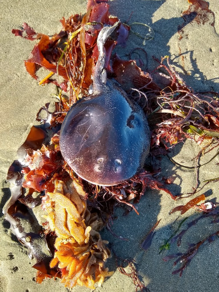 Tetronarce californica