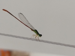 Leptobasis vacillans