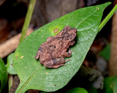 Ingerophrynus parvus