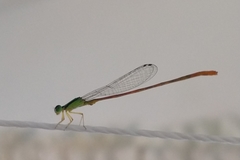 Leptobasis vacillans