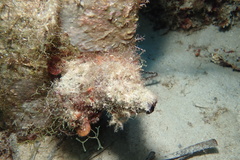 Pyuridae