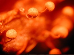 Cribraria intricata