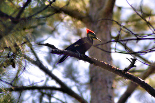 Pileated Woodpecker photographed in South Carolina
