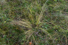 Stipa tirsa