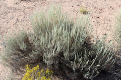 Artemisia bigelovii