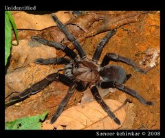 Thrigmopoeus truculentus