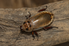 Blaberinae