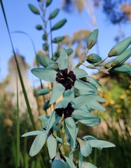 Ixia viridiflora