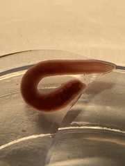 Erpobdellidae