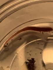 Erpobdellidae