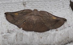 Xenomusa metallica