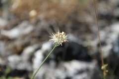 Allium marschalianum