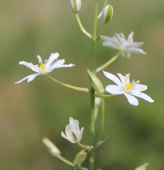 Ornithogalum pyramidale