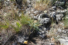 Allium marschalianum