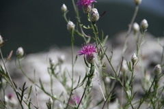Centaurea sterilis