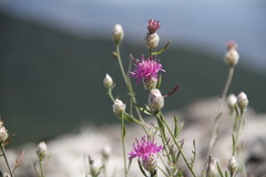 Centaurea sterilis