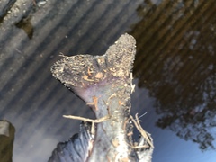 Ameiurus catus