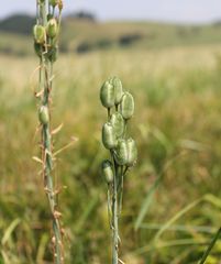 Ornithogalum pyramidale